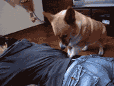 今天才了解到，喜欢养狗狗的人原来是这样子的......-6.gif