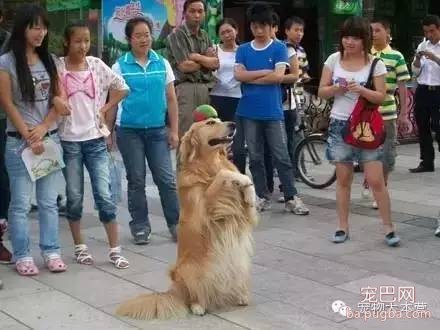 今天才了解到，喜欢养狗狗的人原来是这样子的......-4.jpeg