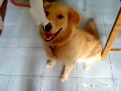今天终于知道狗狗喜欢吃纸巾的真正原因！-3.jpeg