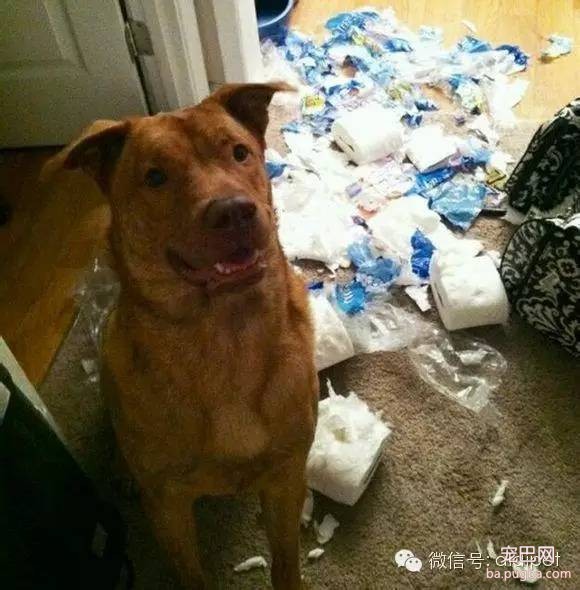 今天终于知道狗狗喜欢吃纸巾的真正原因！-1.jpeg