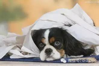 今天终于知道狗狗喜欢吃纸巾的真正原因！-9.jpeg