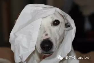 今天终于知道狗狗喜欢吃纸巾的真正原因！-6.jpeg