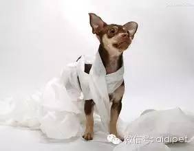 今天终于知道狗狗喜欢吃纸巾的真正原因！-8.jpeg