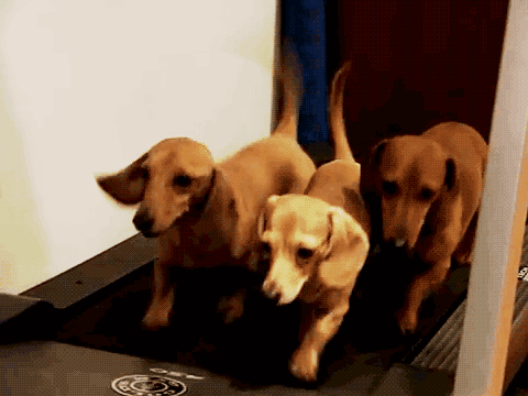 喜欢狗狗的32个理由，不服来辩！-5.gif