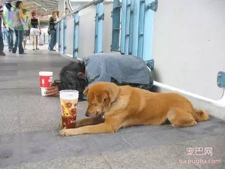 喜欢狗狗的32个理由，不服来辩！-12.jpeg