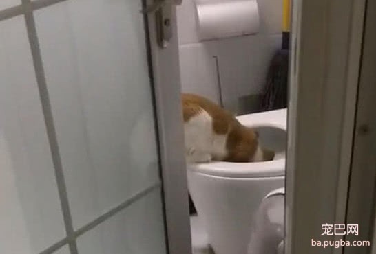 猫咪无事就往厕所跑，主人疑惑跟去查看，往里看去内心崩溃不已-1.jpeg
