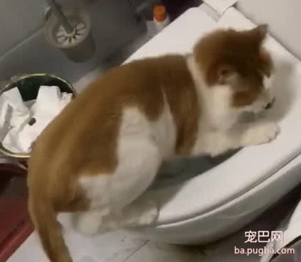 猫咪无事就往厕所跑，主人疑惑跟去查看，往里看去内心崩溃不已-3.jpeg