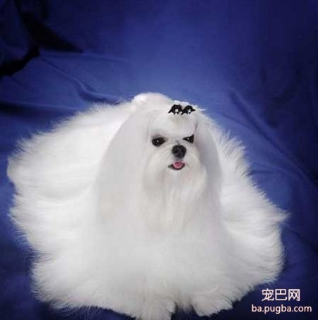 怎么打扮宠物狗狗-1.jpeg