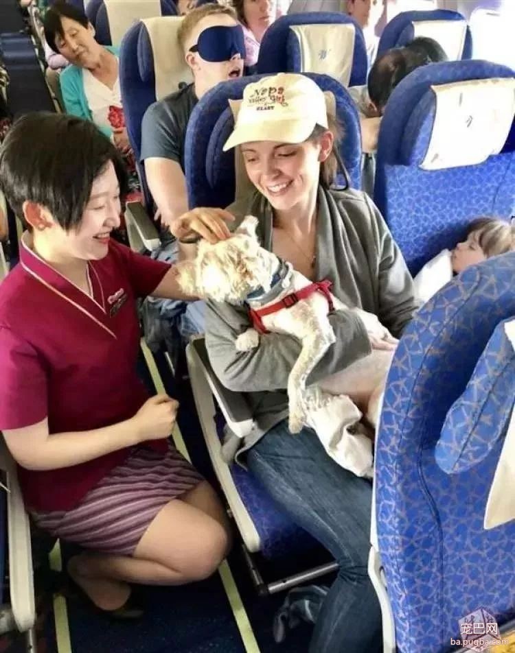 飞机上竟坐了只“大熊”！它也乘飞机回家过年？南航回应-4.jpeg