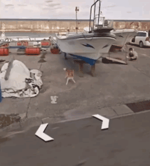 日本一只柴犬盯上了街景车，画风顿时变得超搞笑！-2.gif