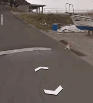 日本一只柴犬盯上了街景车，画风顿时变得超搞笑！-4.gif