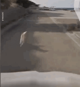 日本一只柴犬盯上了街景车，画风顿时变得超搞笑！-7.gif