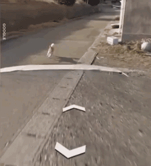 日本一只柴犬盯上了街景车，画风顿时变得超搞笑！-8.gif