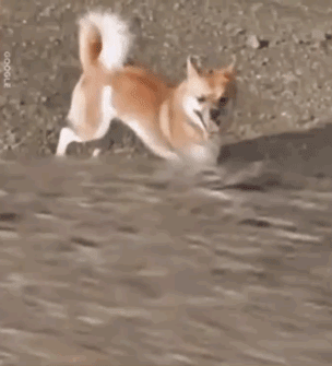 日本一只柴犬盯上了街景车，画风顿时变得超搞笑！-10.gif