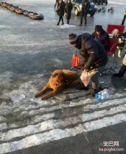 2018年，狗狗都经历了什么？-1.jpeg