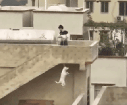 2018年，狗狗都经历了什么？-3.gif