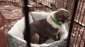 2018年，狗狗都经历了什么？-7.gif