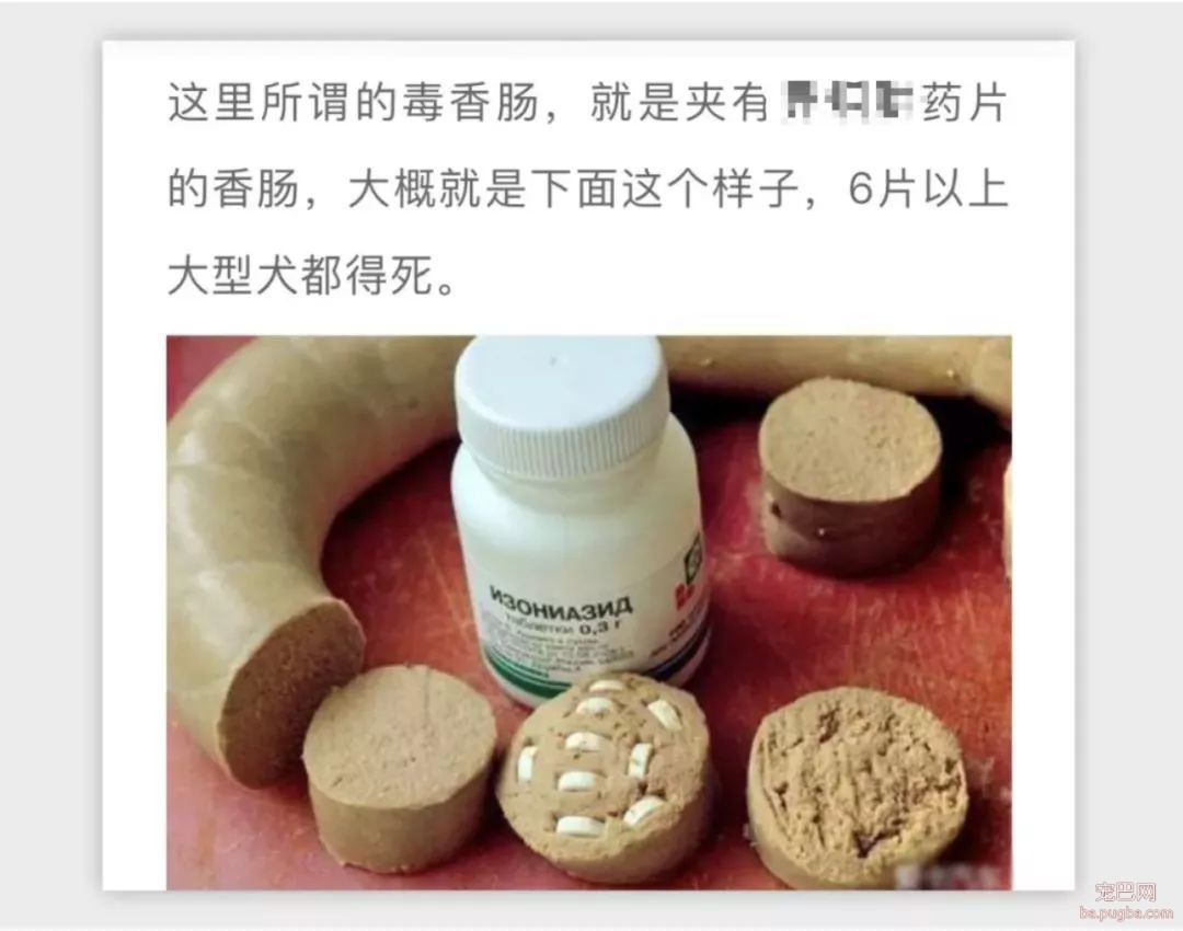 2018年，狗狗都经历了什么？-10.jpeg