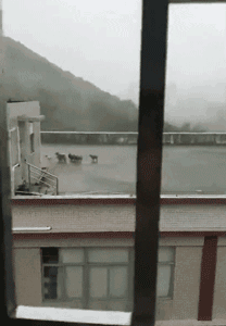 2018年，狗狗都经历了什么？-11.gif