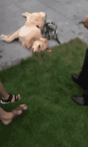 2018年，狗狗都经历了什么？-12.gif