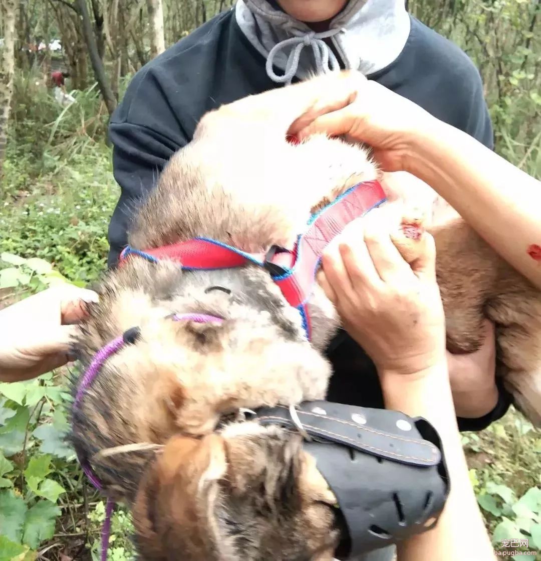 2018年，狗狗都经历了什么？-14.jpeg