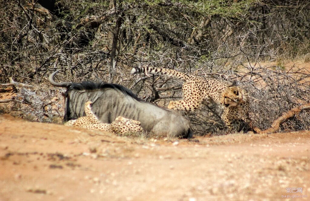 猎豹挑战成年角马，勇敢角马拼死搏斗，猎豹险遭反杀-4.jpeg