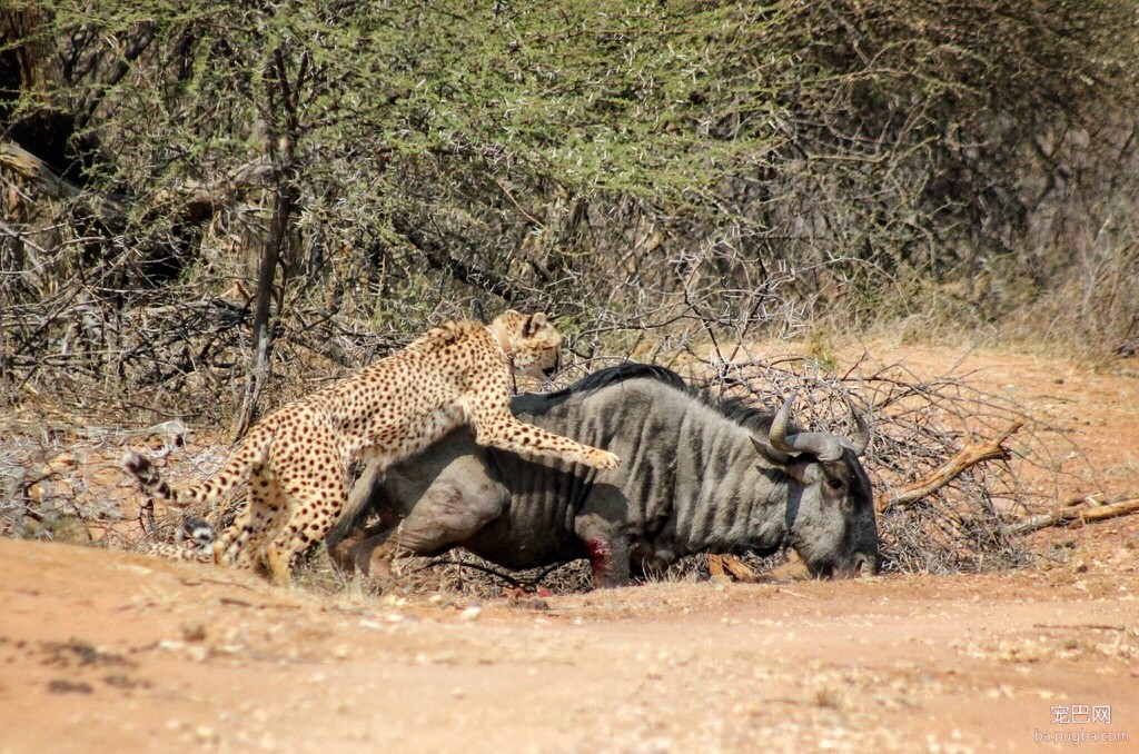 猎豹挑战成年角马，勇敢角马拼死搏斗，猎豹险遭反杀-5.jpeg