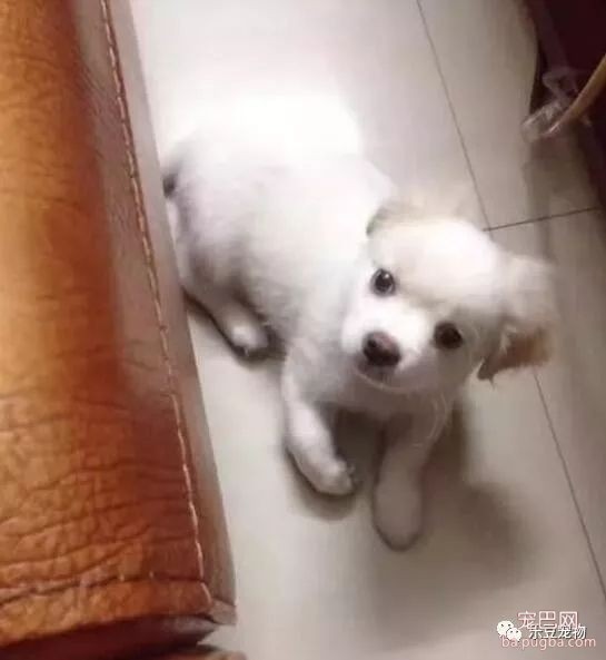 饥饿的流浪狗为讨口吃的拦住女子，下一刻锋利的高跟鞋踩了下来！-2.jpeg