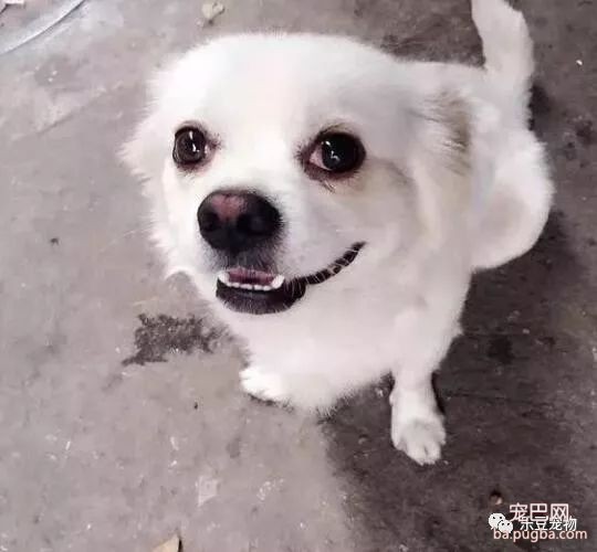 饥饿的流浪狗为讨口吃的拦住女子，下一刻锋利的高跟鞋踩了下来！-1.jpeg