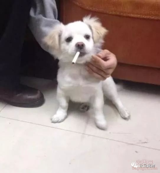 饥饿的流浪狗为讨口吃的拦住女子，下一刻锋利的高跟鞋踩了下来！-3.jpeg