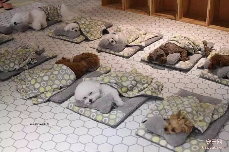 狗狗上幼儿园的一天：集体排排睡的场面真萌到炸！-1.jpeg