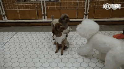 狗狗上幼儿园的一天：集体排排睡的场面真萌到炸！-4.gif
