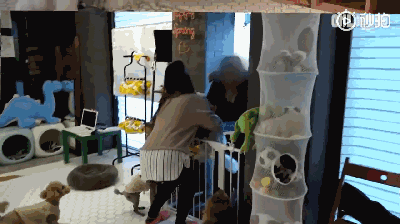 狗狗上幼儿园的一天：集体排排睡的场面真萌到炸！-3.gif