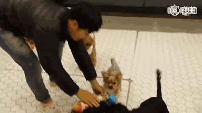 狗狗上幼儿园的一天：集体排排睡的场面真萌到炸！-6.gif
