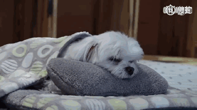 狗狗上幼儿园的一天：集体排排睡的场面真萌到炸！-10.gif