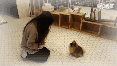 狗狗上幼儿园的一天：集体排排睡的场面真萌到炸！-13.gif