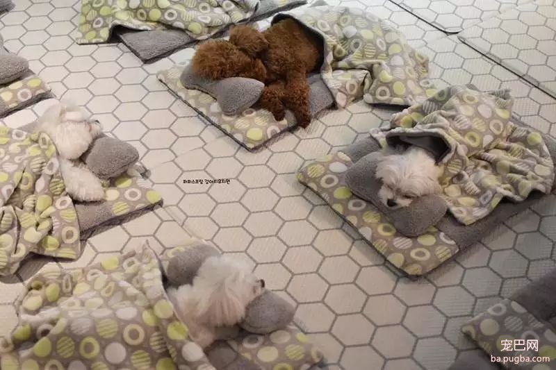 狗狗上幼儿园的一天：集体排排睡的场面真萌到炸！-14.jpeg