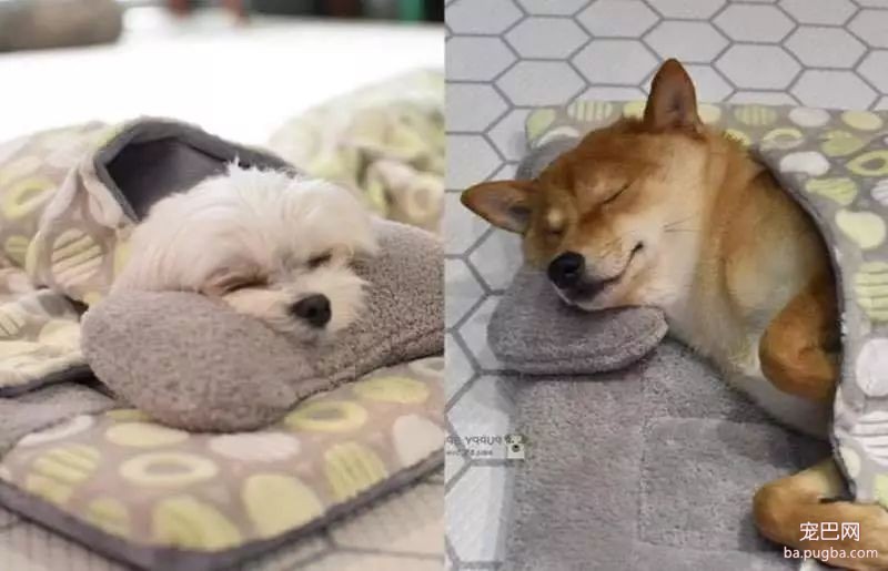 狗狗上幼儿园的一天：集体排排睡的场面真萌到炸！-17.jpeg