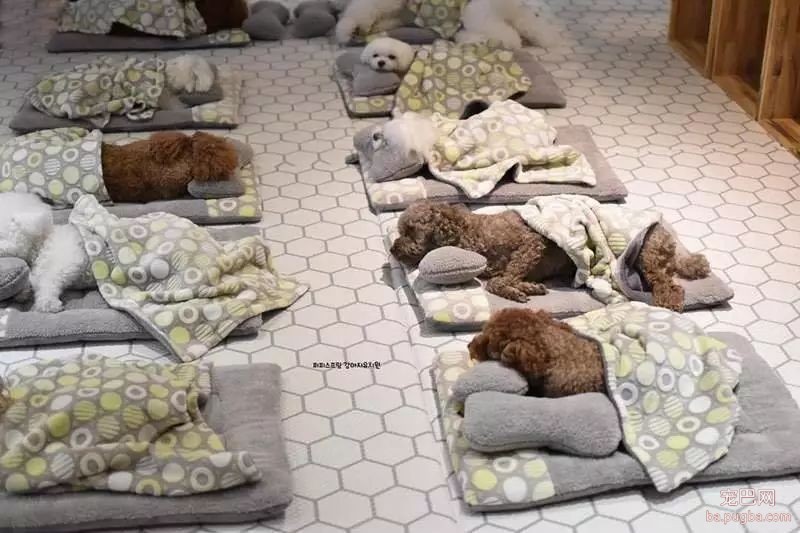 狗狗上幼儿园的一天：集体排排睡的场面真萌到炸！-20.jpeg