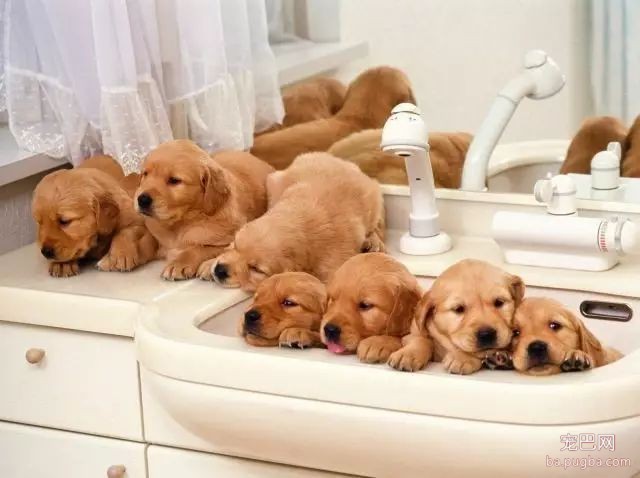 初次养犬人最关注的16个问题！-3.jpeg