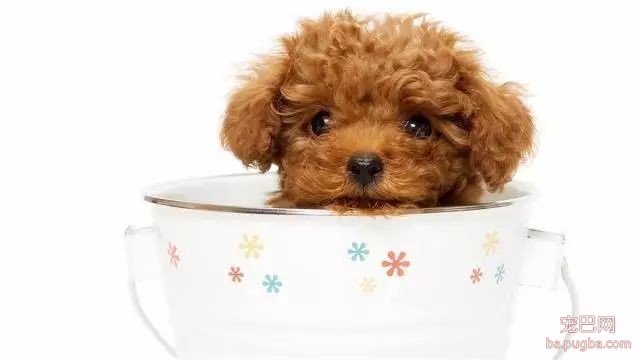 初次养犬人最关注的16个问题！-6.jpeg
