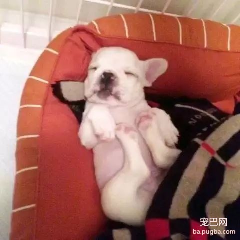 初次养犬人最关注的16个问题！-10.jpeg