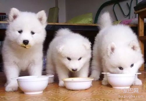 初次养犬人最关注的16个问题！-13.jpeg