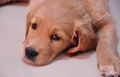 初次养犬人最关注的16个问题！-25.jpeg