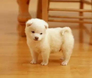 初次养犬人最关注的16个问题！-30.jpeg
