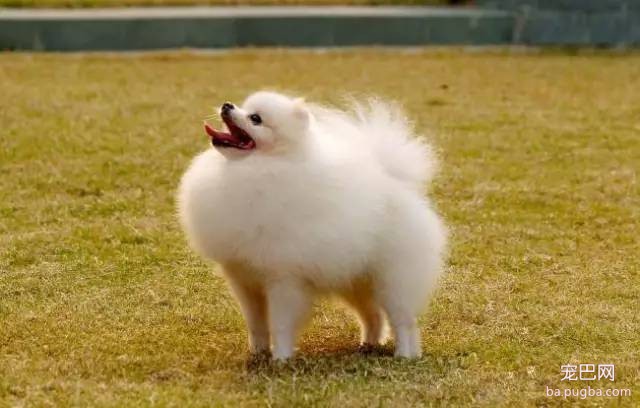 博美犬美容注意事项-3.jpeg