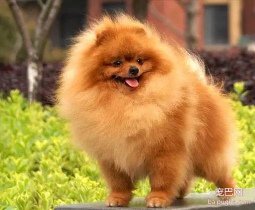 博美犬美容注意事项-2.jpeg