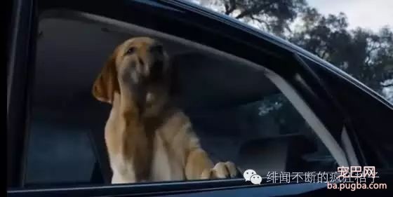 养狗须知 | 容易忽略却值得注意的十件事-1.jpeg