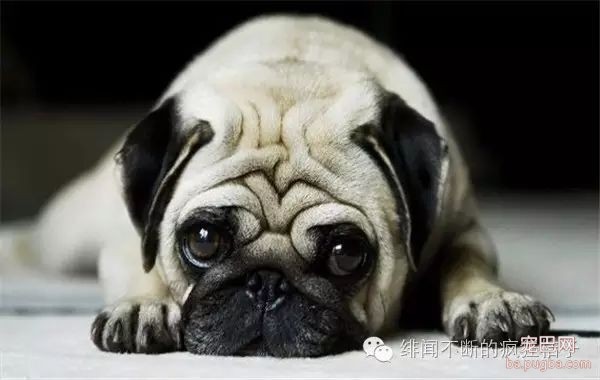 养狗须知 | 容易忽略却值得注意的十件事-2.jpeg