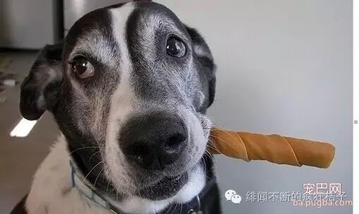养狗须知 | 容易忽略却值得注意的十件事-4.jpeg